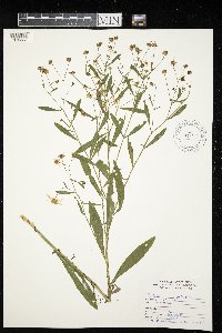 Boltonia asteroides image