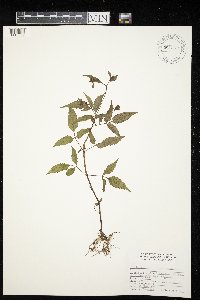 Bidens frondosa image