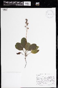 Pyrola elliptica image