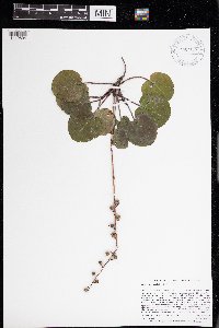 Pyrola americana image