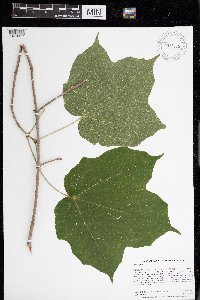 Acer nigrum image