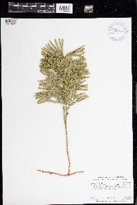 Dendrolycopodium hickeyi image