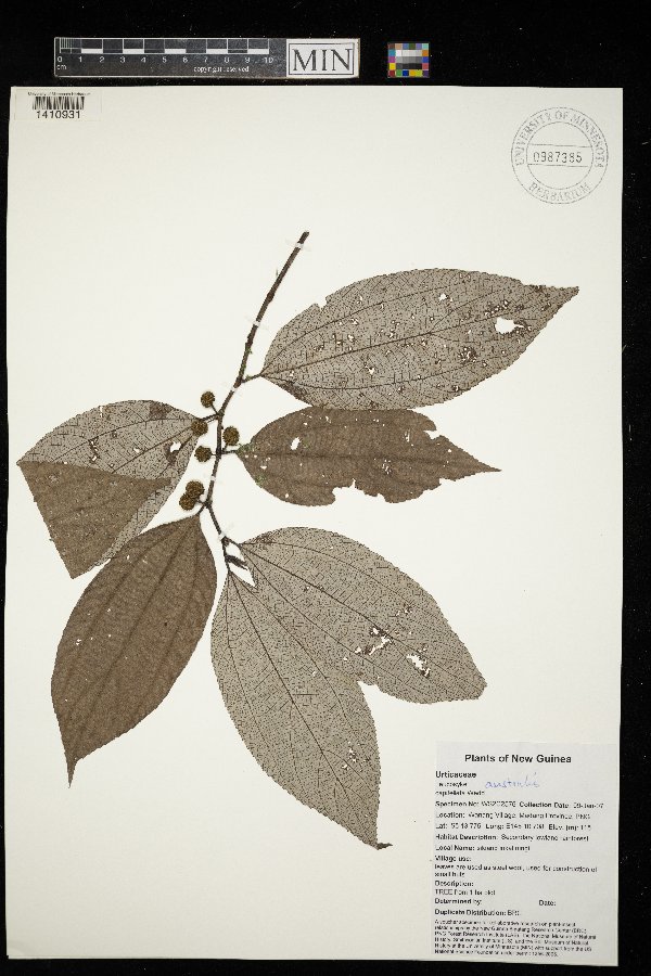 Leucosyke australis image