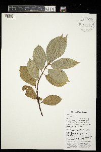 Ficus wassa image