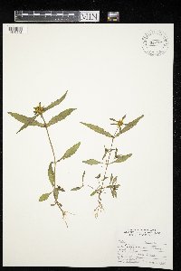 Bidens cernua image