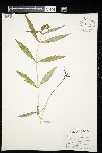 Bidens cernua image