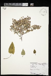 Symphyotrichum cordifolium image