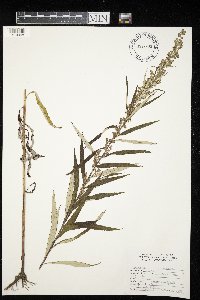 Artemisia serrata image