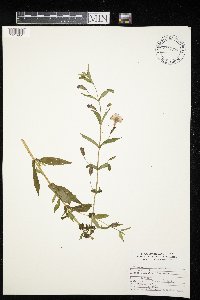 Mimulus ringens image