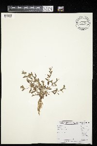 Lindernia dubia image