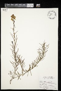 Linaria vulgaris image