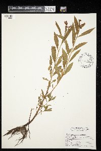 Penthorum sedoides image