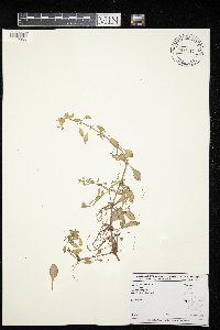 Ludwigia palustris image