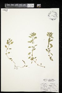 Ludwigia palustris image