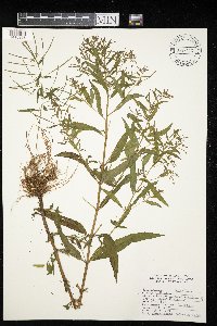 Epilobium coloratum image