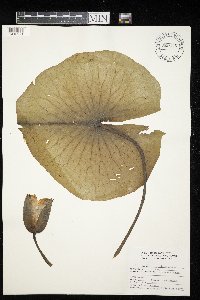 Nymphaea odorata image