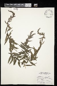 Lythrum salicaria image