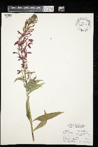 Lobelia cardinalis image