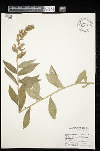 Lobelia siphilitica image