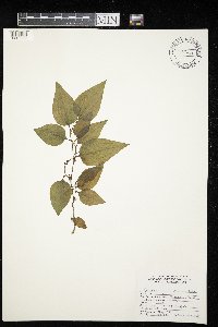 Smilax rotundifolia image