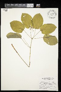 Smilax ecirrhata image