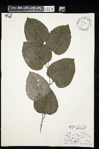 Smilax tamnoides image