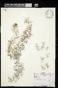 Utricularia macrorhiza image