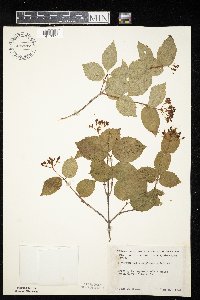 Viburnum rafinesquianum image