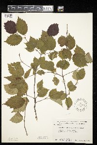 Viburnum rafinesquianum image