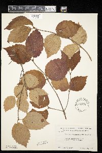 Viburnum rafinesquianum image