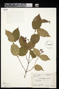 Viburnum rafinesquianum image