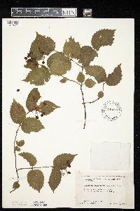 Viburnum rafinesquianum image