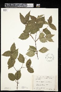 Viburnum rafinesquianum image