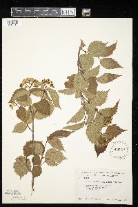 Viburnum rafinesquianum image