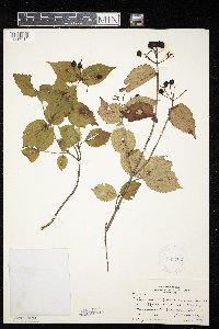 Viburnum rafinesquianum image