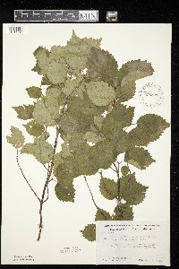 Viburnum rafinesquianum image