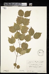 Viburnum rafinesquianum image