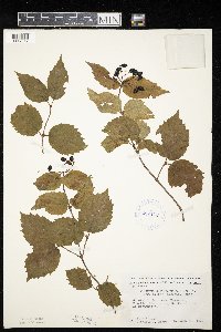 Viburnum rafinesquianum image