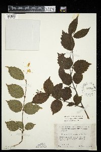 Viburnum rafinesquianum var. rafinesquianum image