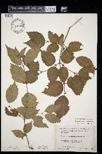 Viburnum rafinesquianum var. rafinesquianum image