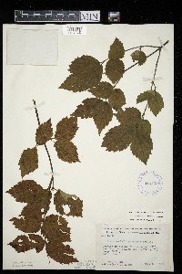 Viburnum rafinesquianum image