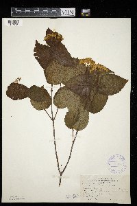 Viburnum rafinesquianum image