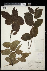 Viburnum rafinesquianum image