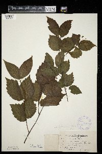 Viburnum rafinesquianum var. rafinesquianum image