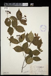 Viburnum rafinesquianum image