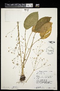 Alisma triviale image