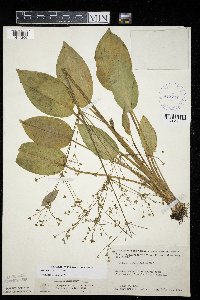 Alisma triviale image