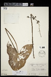 Sagittaria cuneata image