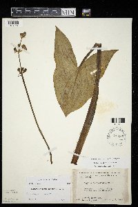 Sagittaria cuneata image