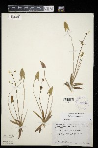 Sagittaria cuneata image